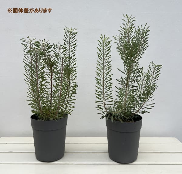 リューカデンドロン パープルヘイズ ファイバー鉢 園芸ネット本店｜リューカデンドロン：パープルヘイズ5号ポット の通販