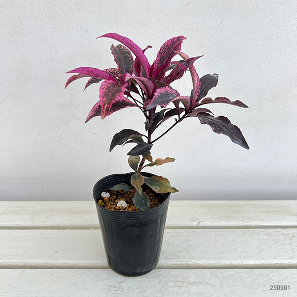 万両(マンリョウ):紅孔雀3.5号ポット