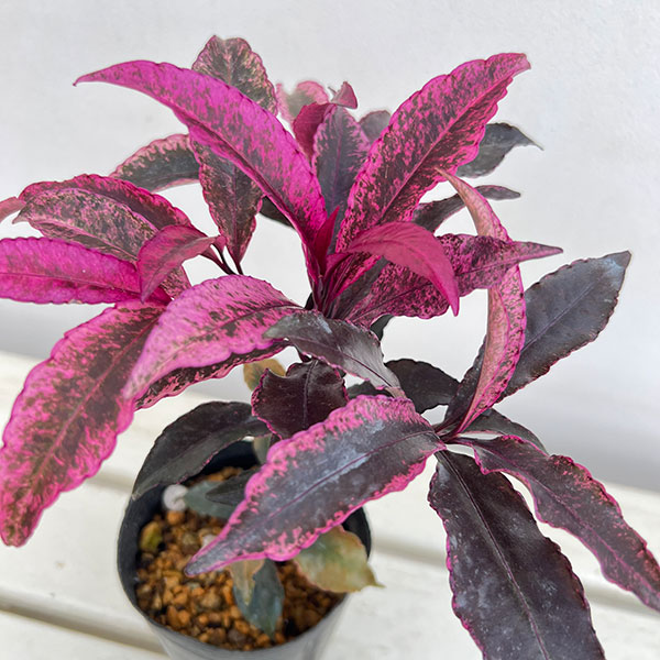 万両(マンリョウ):紅孔雀3.5号ポット