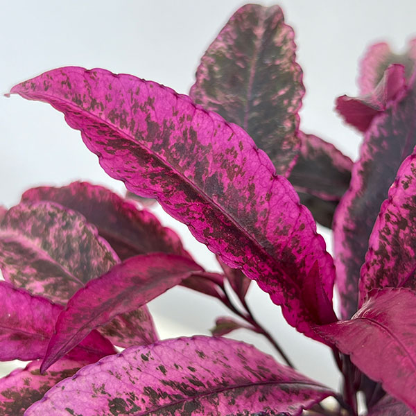 万両(マンリョウ):紅孔雀3.5号ポット