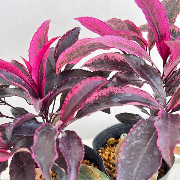 万両(マンリョウ):紅孔雀3.5号ポット