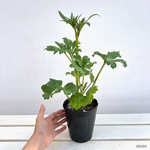 ラナンキュラス：ラックス　ロティス3.5-4号ポット