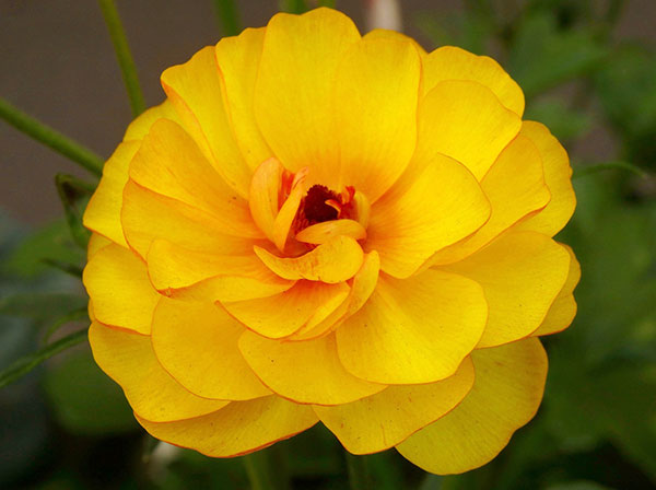 ラナンキュラス：ラックス　ロティス3.5-4号ポット