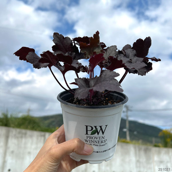 [送料無料]ヒューケラ・ドルチェ ブラックジェイド3.5号ポット 12株セット