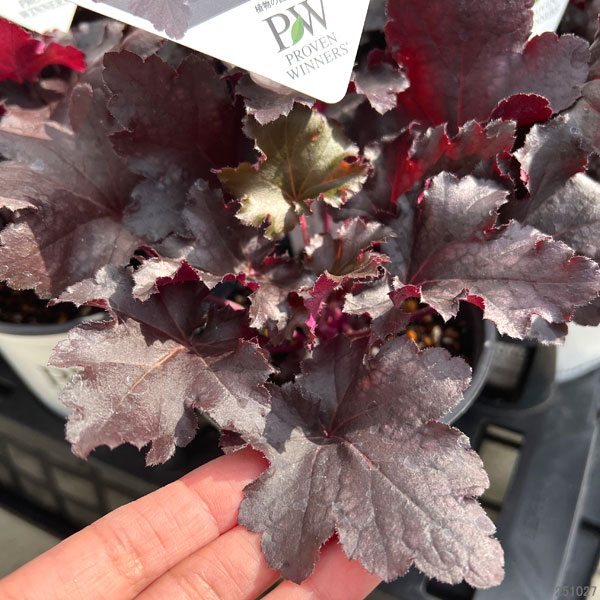 [送料無料]ヒューケラ・ドルチェ ブラックジェイド3.5号ポット 12株セット