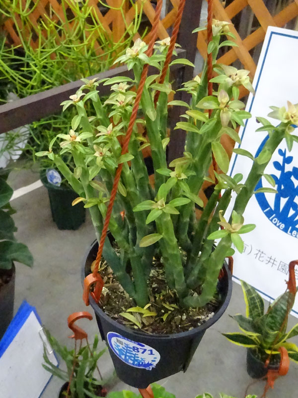 ユーフォルビア フォスフォレア4号鉢植え吊り手付き