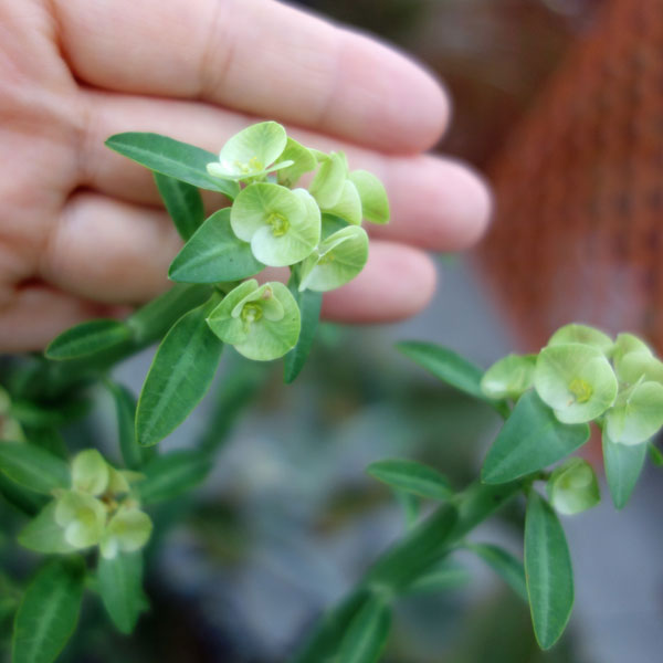 ユーフォルビア フォスフォレア4号鉢植え吊り手付き