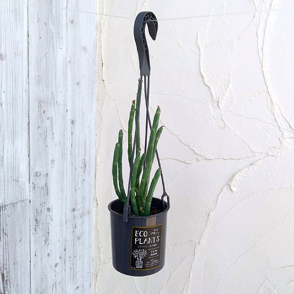 ユーフォルビア フォスフォレア4号鉢植え吊り手付き