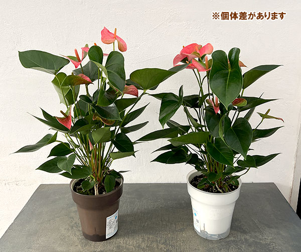 アンスリウム:パンドラ 6号イージーケアポット植え