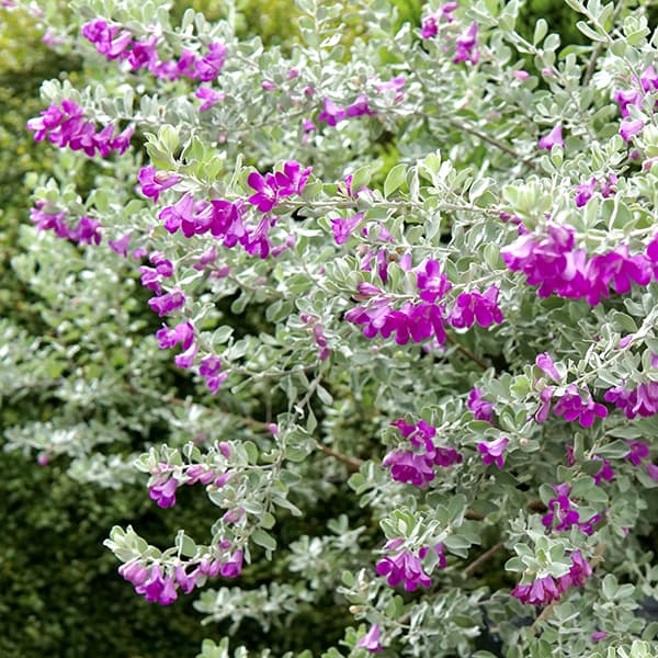 レウコフィルム3号ポット