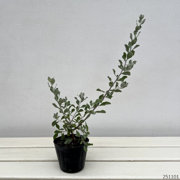 園芸ネット本店｜レウコフィルム3号ポット の通販【公式】