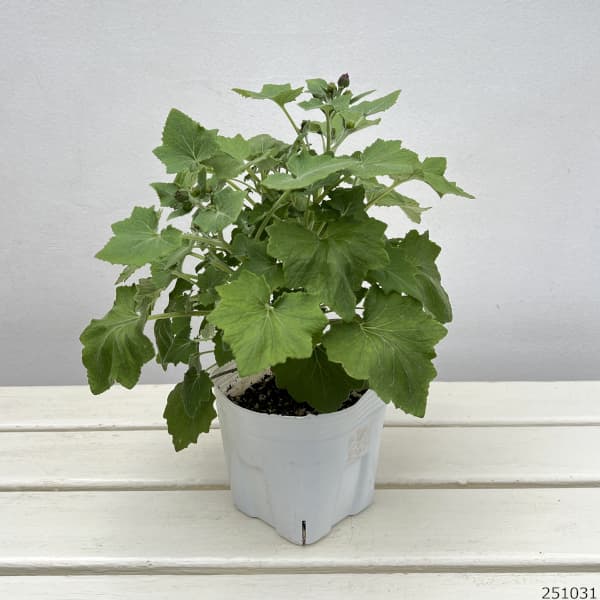 サイネリア：セネッティレッド4号ポット