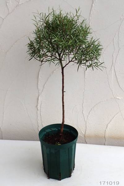 レプトスペルマム:シルバーティーツリー・ドラムシルバー5号ポットスタンダード仕立て