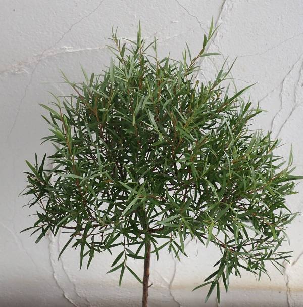 レプトスペルマム:シルバーティーツリー・ドラムシルバー5号ポットスタンダード仕立て