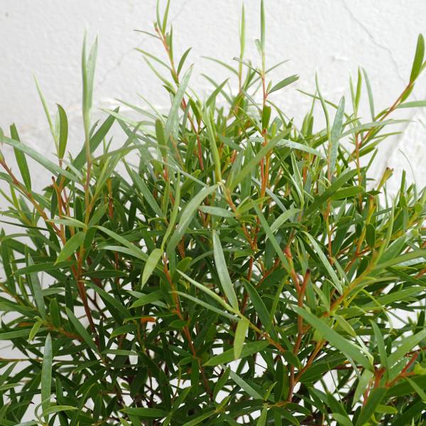 レプトスペルマム:シルバーティーツリー・ドラムシルバー5号ポットスタンダード仕立て