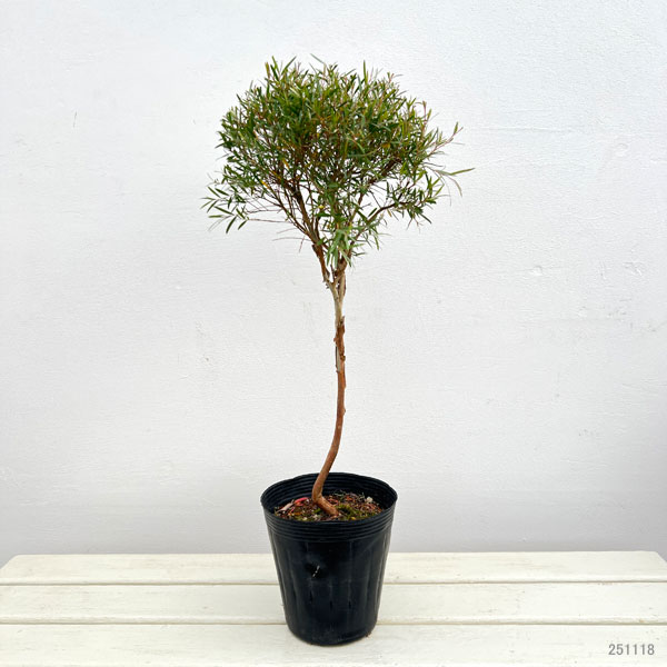 レプトスペルマム：シルバーティーツリー・ドラムシルバー5号ポットスタンダード仕立て