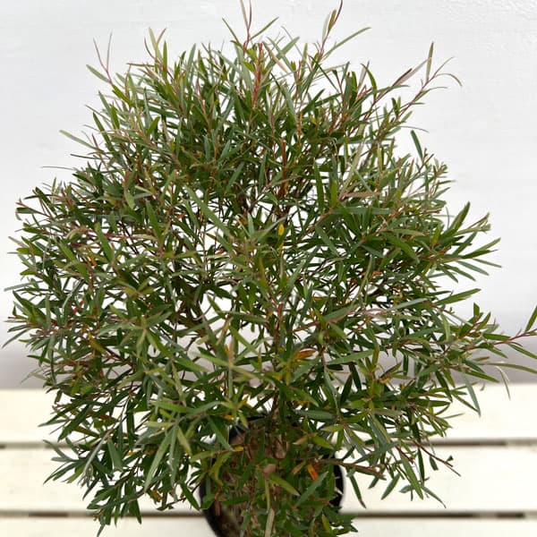 レプトスペルマム：シルバーティーツリー・ドラムシルバー5号ポットスタンダード仕立て