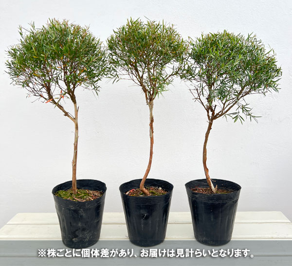 レプトスペルマム：シルバーティーツリー・ドラムシルバー5号ポットスタンダード仕立て