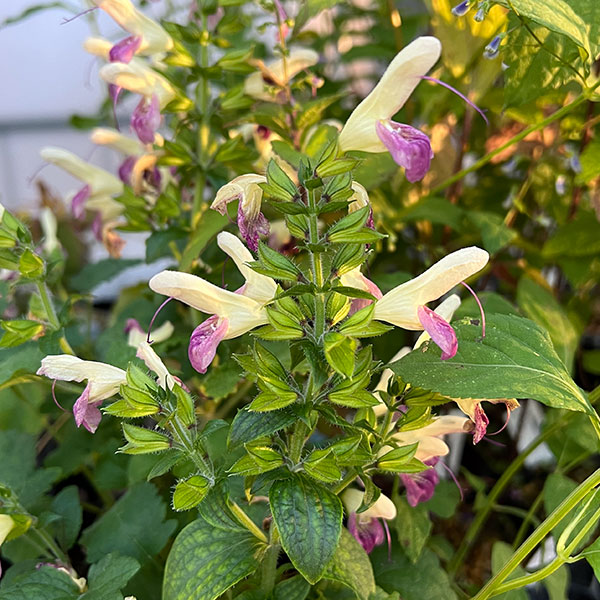 アキギリ(秋桐):佐渡二色咲アキギリ3-3.5号ポット