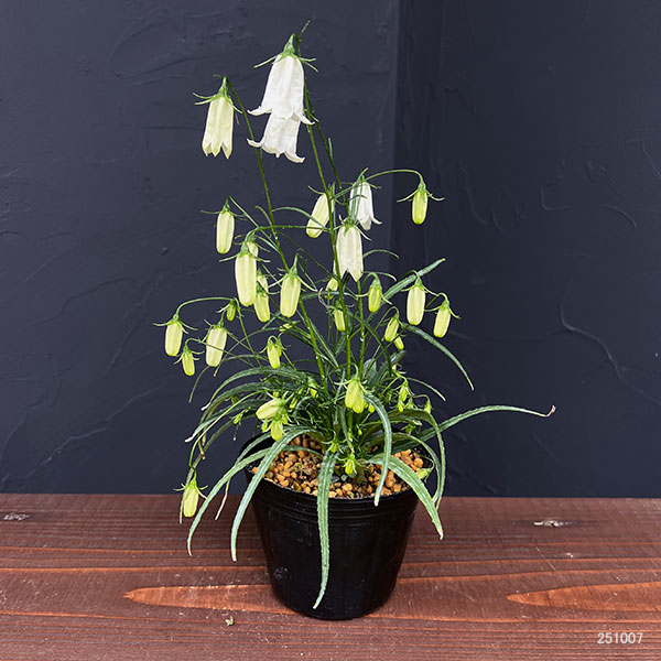 イワシャジン:白花二重咲3号ポット