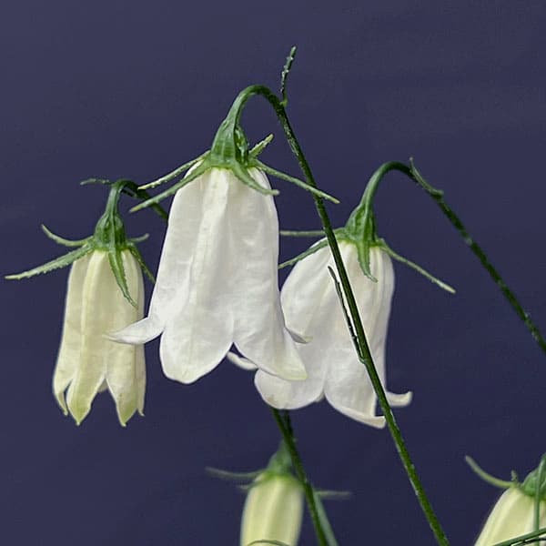 イワシャジン:白花二重咲3号ポット