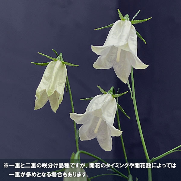 イワシャジン:白花二重咲3号ポット