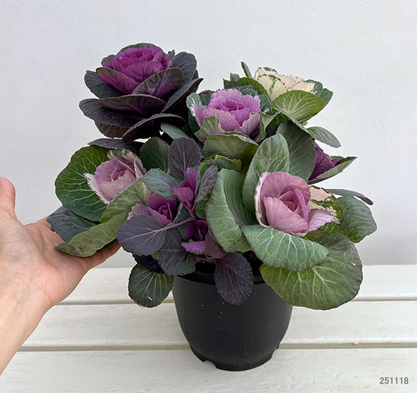 ハボタン寄せ植えローズブーケ夢・丸葉系ミックス6号鉢植え