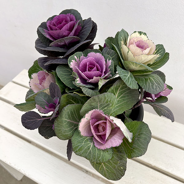 ハボタン寄せ植えローズブーケ夢・丸葉系ミックス6号鉢植え