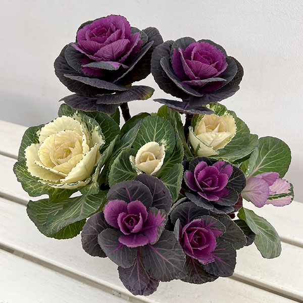 ハボタン寄せ植えローズブーケ夢・丸葉系ミックス6号鉢植え