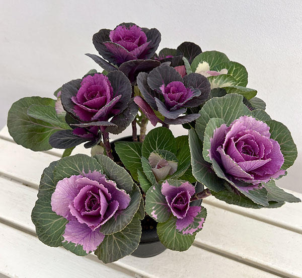 ハボタン寄せ植えローズブーケ夢・丸葉系ミックス6号鉢植え