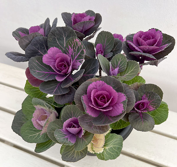 ハボタン寄せ植えローズブーケ夢・丸葉系ミックス6号鉢植え