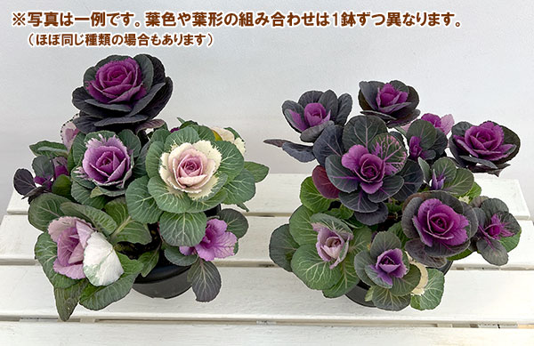 ハボタン寄せ植えローズブーケ夢・丸葉系ミックス6号鉢植え