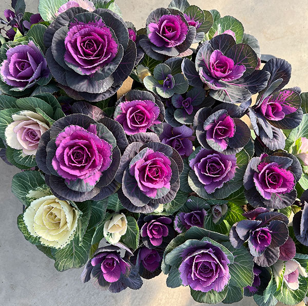 ハボタン寄せ植えローズブーケ夢・丸葉系ミックス6号鉢植え