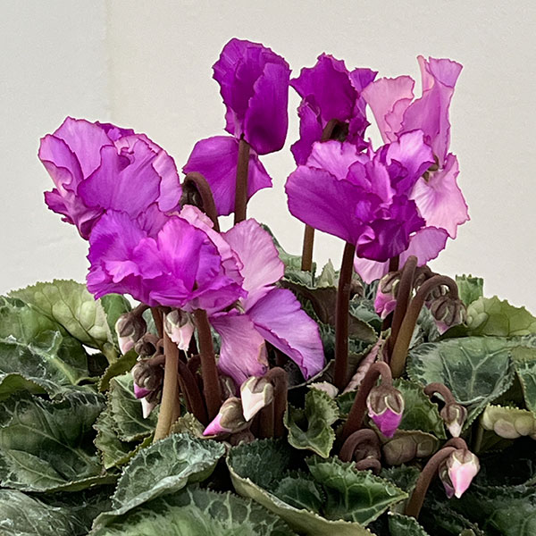 シクラメン：ブルーリボン5号鉢植え