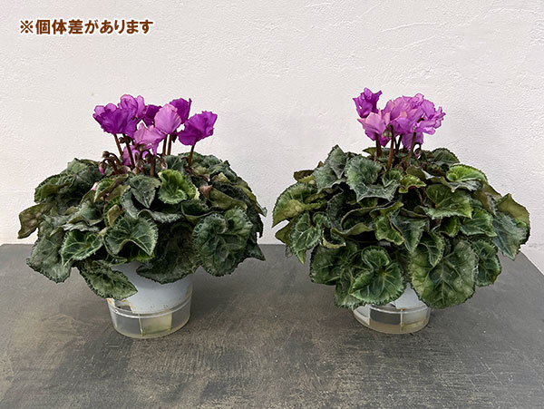 シクラメン：ブルーリボン5号鉢植え