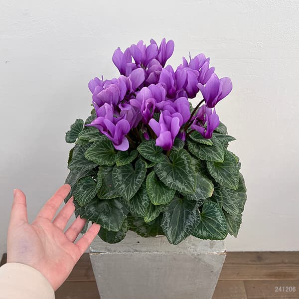 シクラメン：そら5号鉢植え