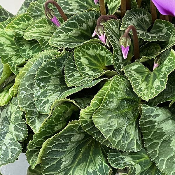 シクラメン:そら5号鉢植え