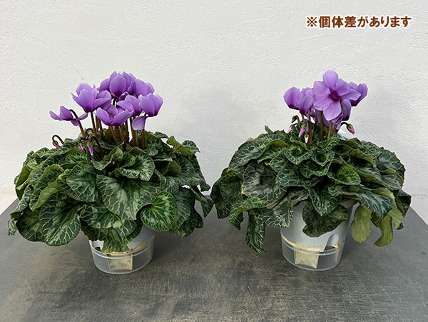 シクラメン:そら5号鉢植え