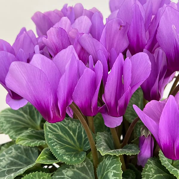 シクラメン：そら5号鉢植え