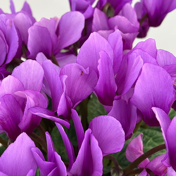 シクラメン：そら5号鉢植え