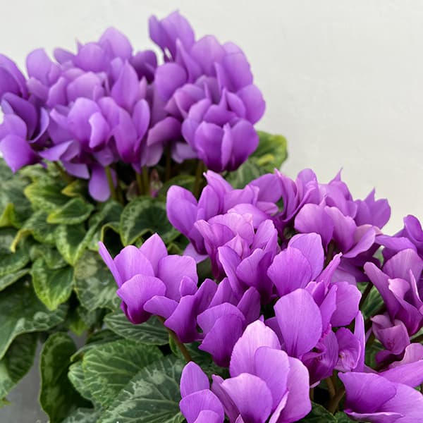 シクラメン：そら5号鉢植え