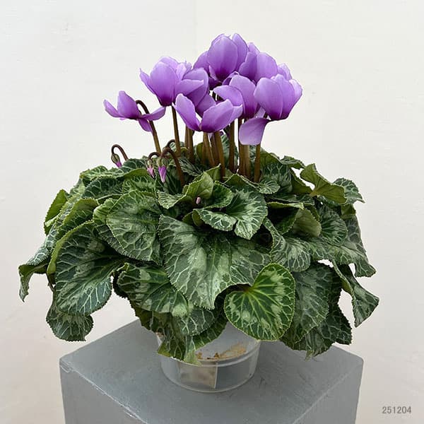 シクラメン:そら5号鉢植え