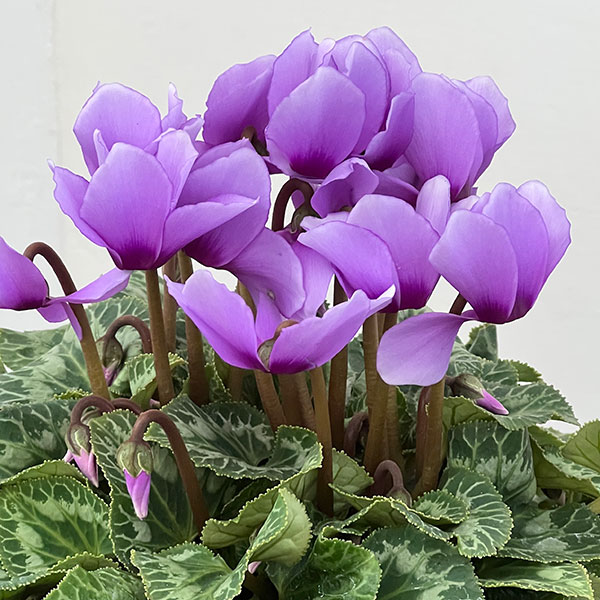 シクラメン:そら5号鉢植え