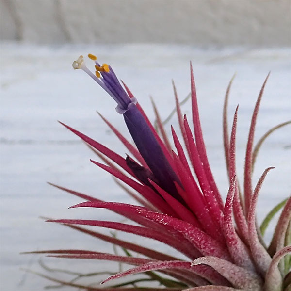 チランジア：イオナンタ フェゴ開花見込みまたは開花株 の通販