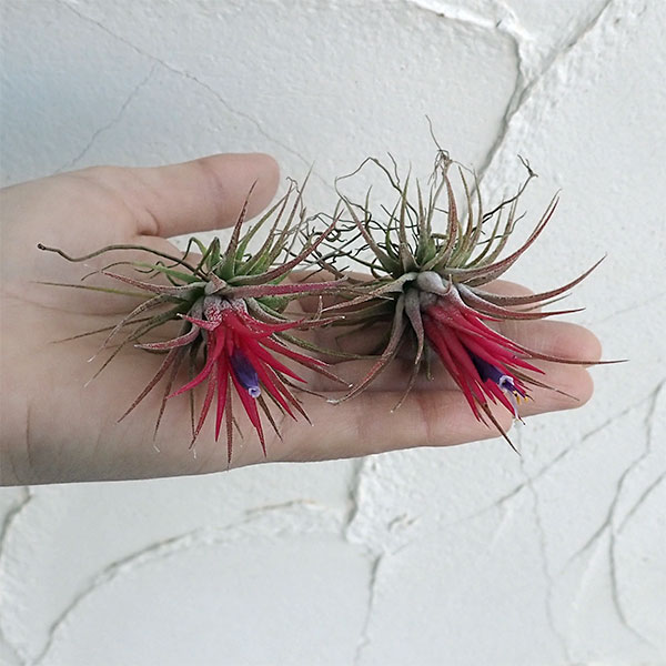 チランジア:イオナンタ フェゴ開花見込みまたは開花株