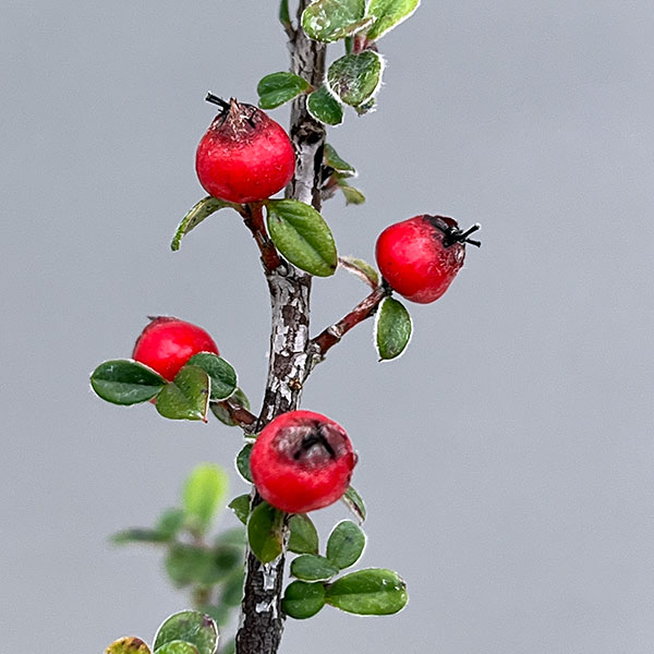 コトネアスター：グラウコフィラス3号ポット