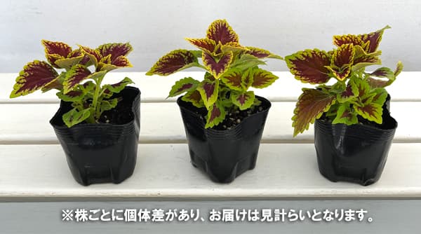 コリウス(大型):ミリオンレッド3号ポット 6株セット
