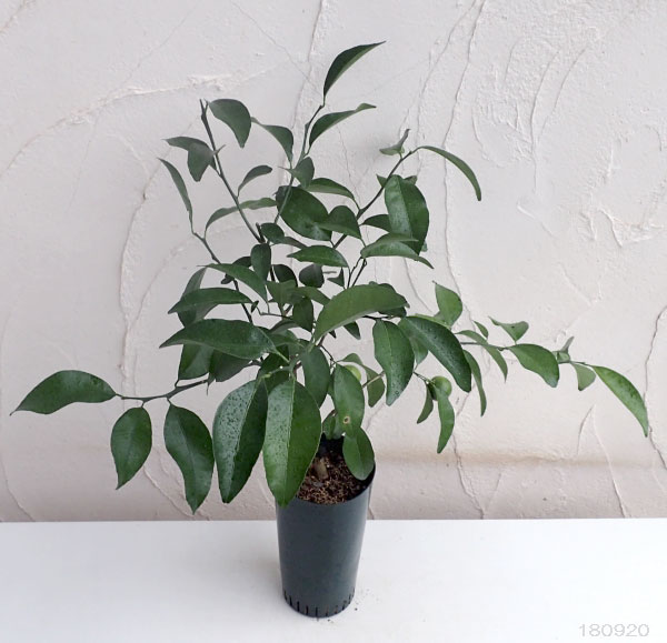 シークワーサー：種無し5号ポット