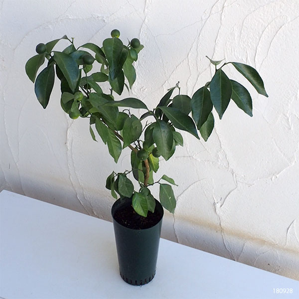 シークワーサー：種無し5号ポット