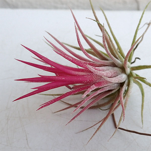 チランジア:イオナンタ フェゴ(花無し株)